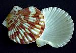 PECTEN TRANQUEBARICUS (VALVE)